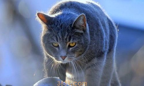 猫吃完东西多久拉屎(图2)