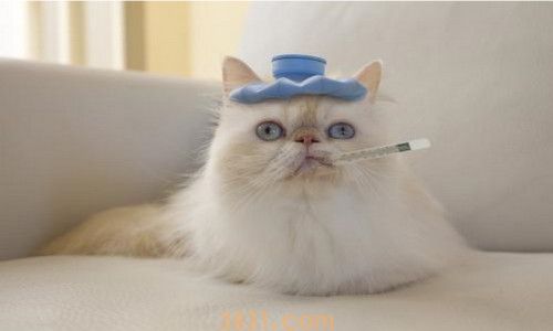 猫吃完东西多久拉屎(图3)