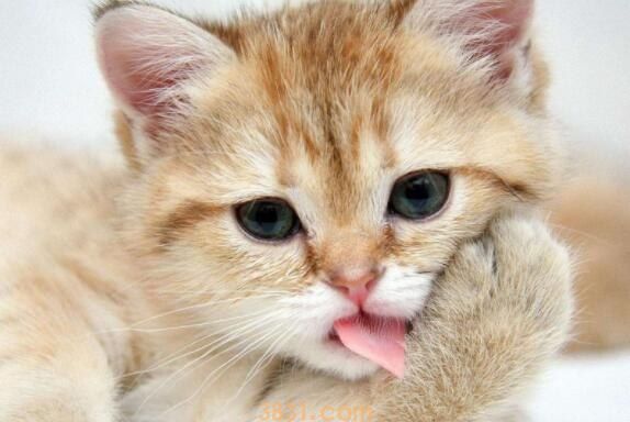 小奶猫拉黄水怎么办(图1)