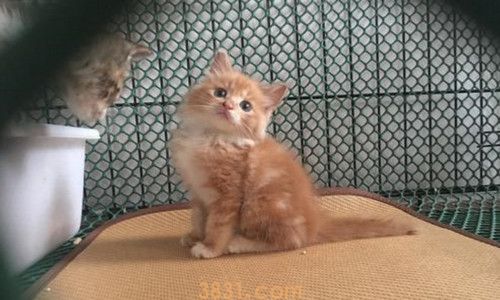 猫的屎为什么那么臭(图1)