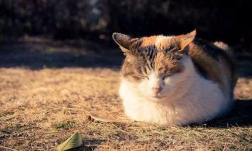 猫的屎为什么那么臭(图3)