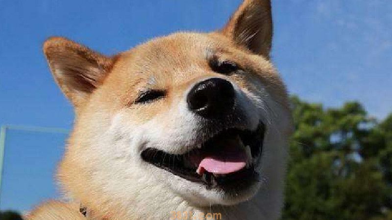 上班族养狗白天怎么办(图3)