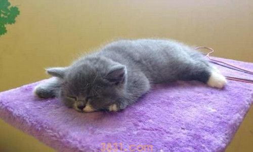 猫的身体结构有哪些(图1)