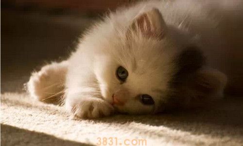 猫的身体结构有哪些(图2)