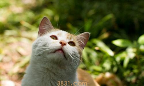 猫的身体结构有哪些(图3)