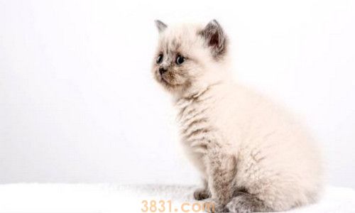 猫的膀胱在哪里(图1)