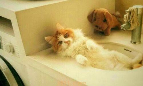 猫的膀胱在哪里(图2)