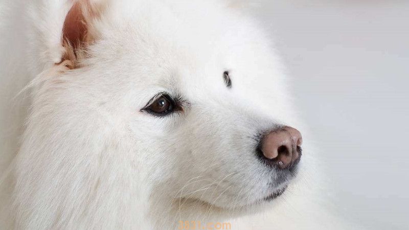 萨摩生气了会咬主人吗(图2)