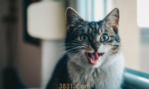 猫的膀胱在哪里(图3)