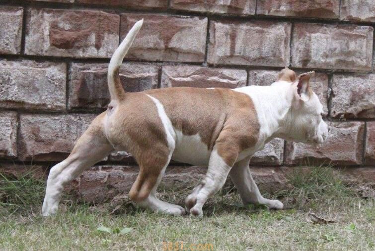 斯塔福犬几个月爆头(图1)