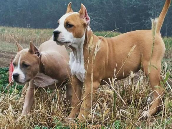 斯塔福犬几个月爆头(图2)
