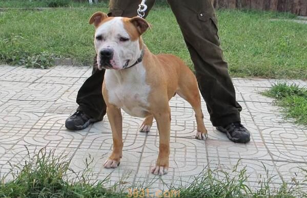 斯塔福犬几个月爆头(图3)