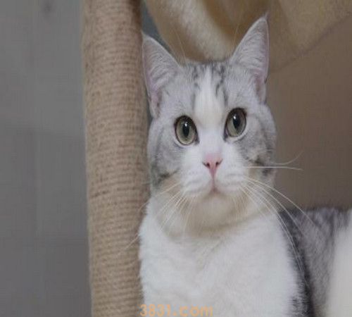 猫应该吃生的还是熟三文鱼(图1)