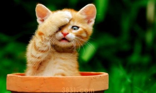 猫应该吃生的还是熟三文鱼(图2)