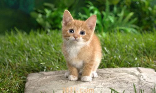 猫应该吃生的还是熟三文鱼(图3)