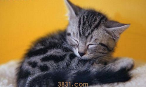 猫吃南瓜好处和坏处有哪些(图1)
