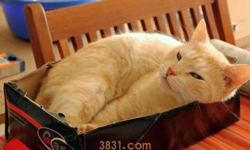 猫吃南瓜好处和坏处有哪些(图3)
