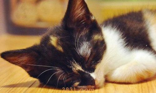 猫吃满天星会中毒吗(图1)