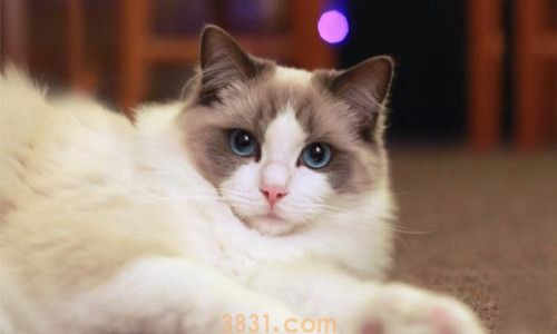 猫吃满天星会中毒吗(图2)