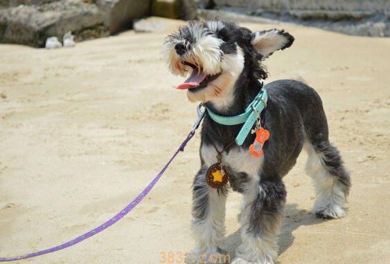 适合女生养的小型犬(图2)
