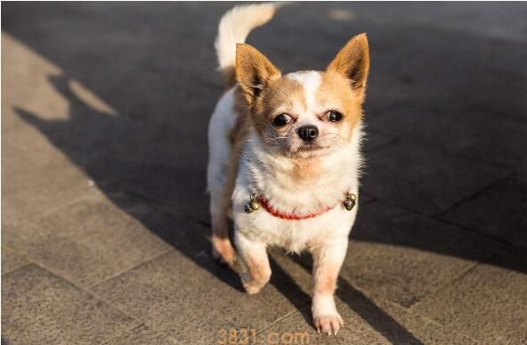 适合女生养的小型犬(图3)