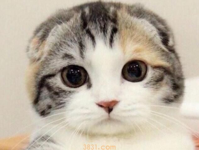 母猫对公猫要熟悉几天(图1)