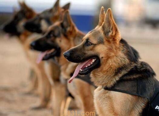昆明犬智商排第几名(图1)