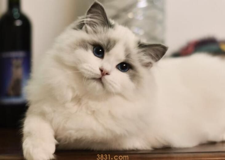 猫胺的作用是什么(图3)
