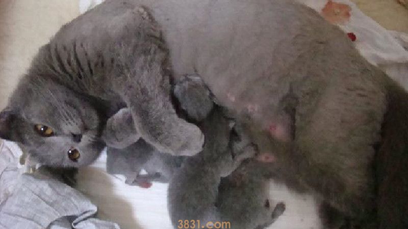 什么导致母猫生死胎(图1)