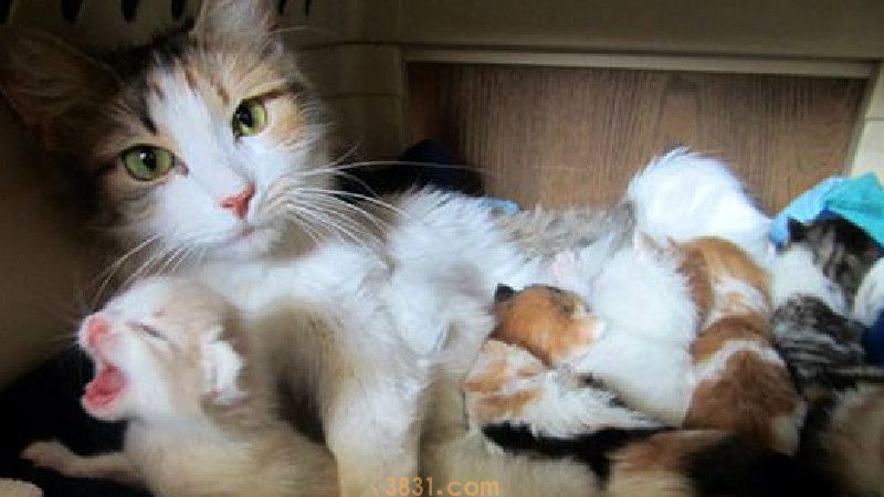 什么导致母猫生死胎(图2)
