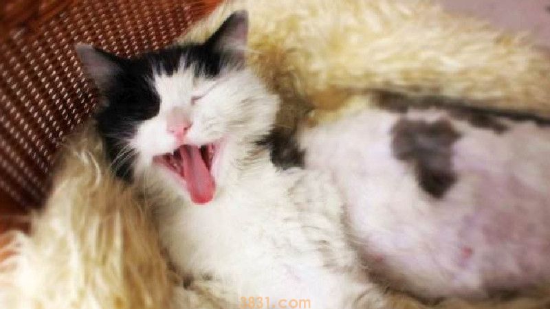 什么导致母猫生死胎(图3)