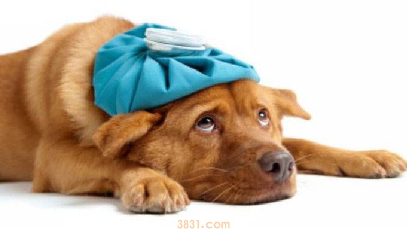 神经性犬瘟临死症状(图2)