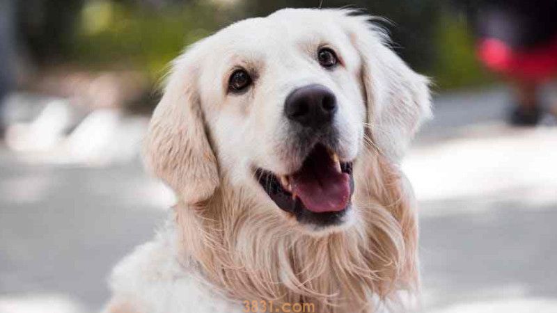 神经性犬瘟临死症状(图3)