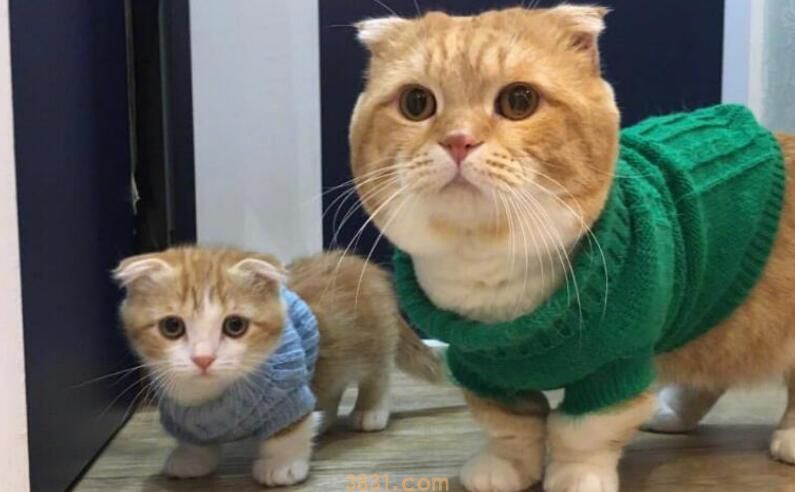 曼基康猫有哪些基因缺陷(图1)