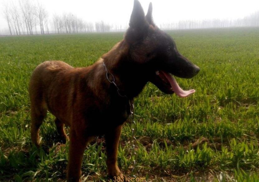 马犬血统分为哪几种(图1)
