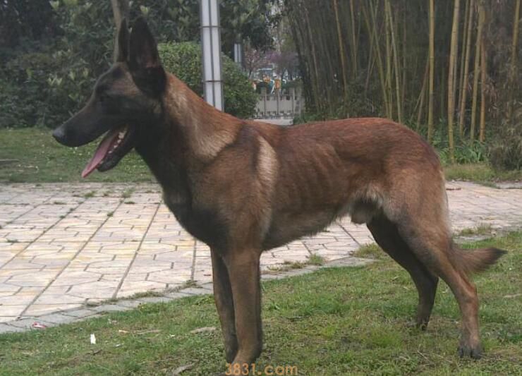 马犬血统分为哪几种(图2)
