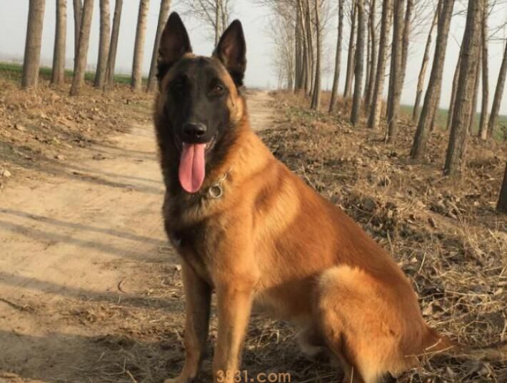 马犬会不会随便咬人(图2)