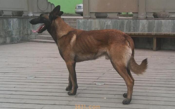 马犬会不会随便咬人(图3)