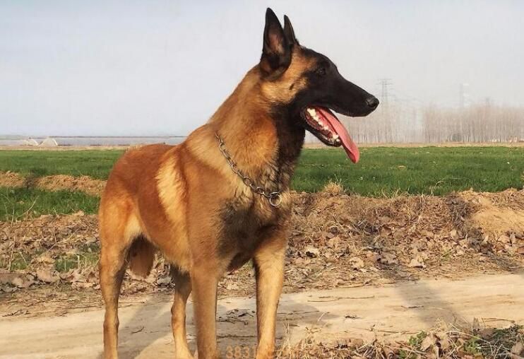 马犬掉毛吗(图2)