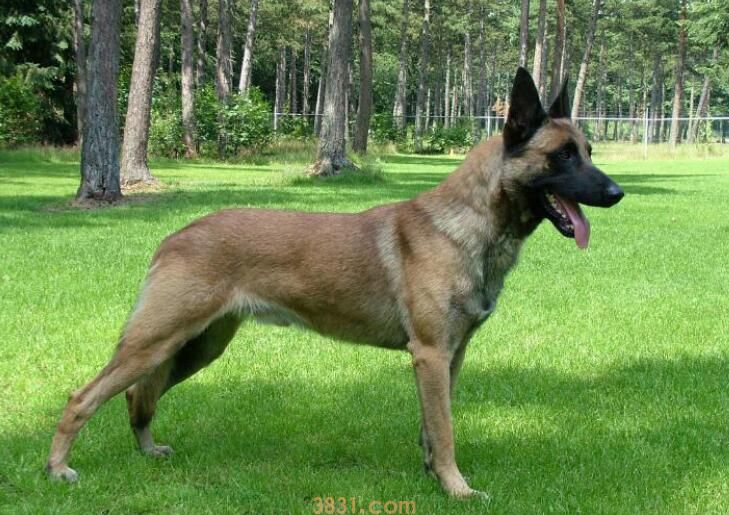马犬掉毛吗(图3)