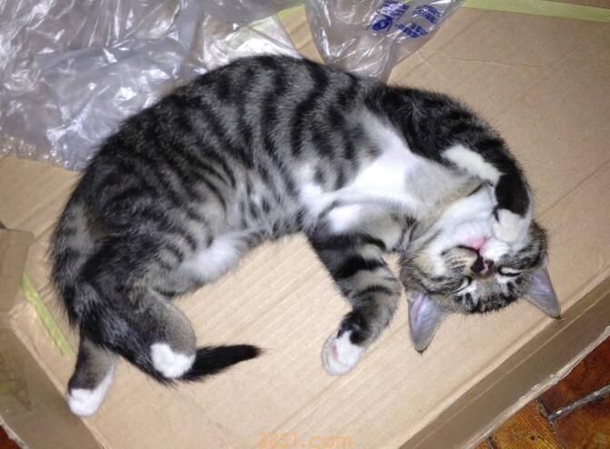 虎斑猫粘人吗(图1)