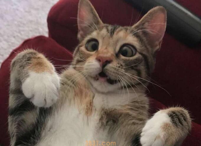 虎斑猫粘人吗(图2)