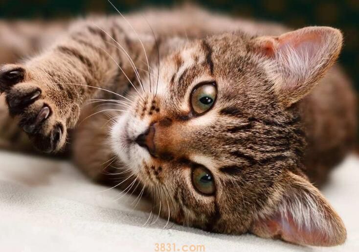 虎斑猫的注意事项(图1)