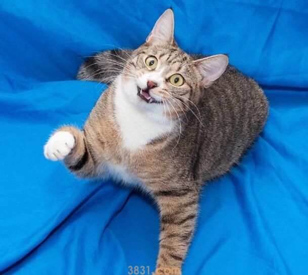 虎斑猫粘人吗(图3)