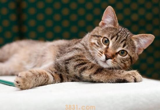 虎斑猫的注意事项(图3)