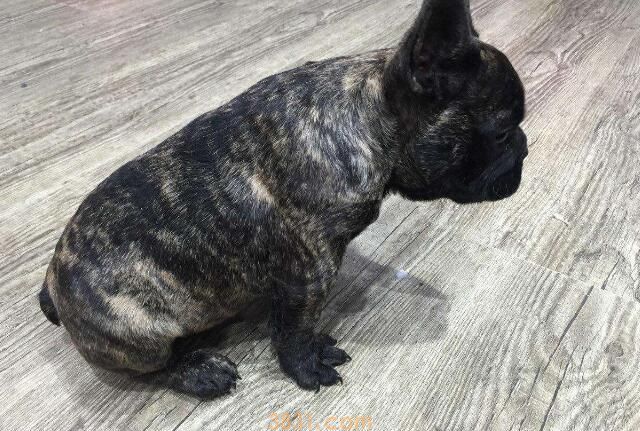 虎斑法斗怎么看纯不纯(图3)