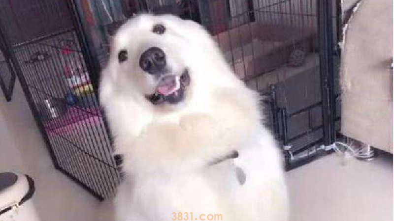 萨摩金毛串串智商高吗(图1)