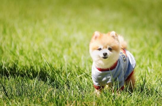 狗尿频怎么回事(图3)