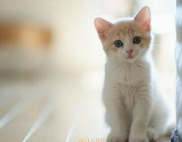领养的猫咪能养熟吗(图2)