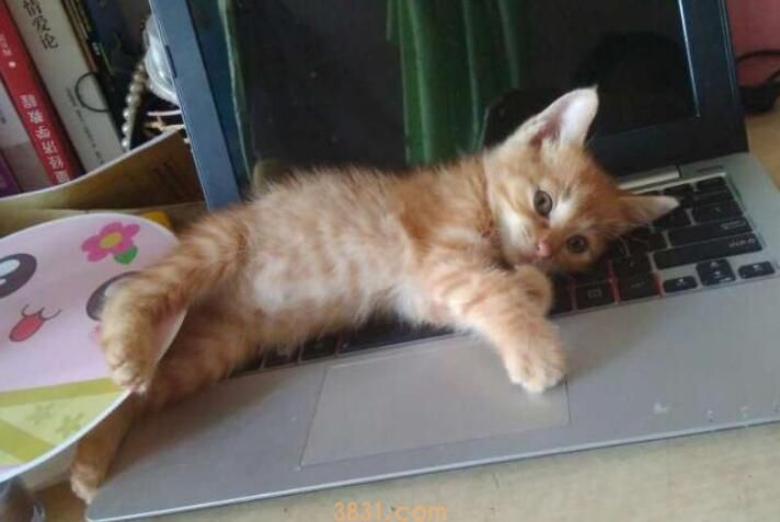 领养的猫咪能养熟吗(图3)